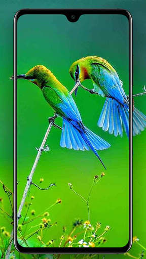 Beautifull Bird Wallpapers screenshot 6