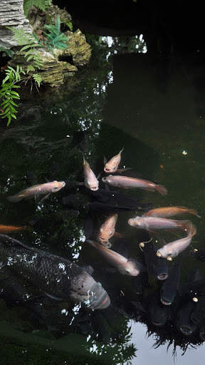 Magic Touch: Realistic Koi Live Wallpaper screenshot 3