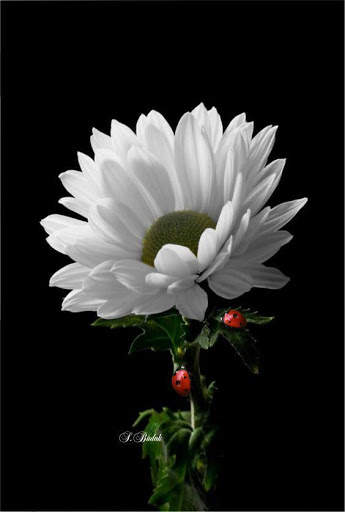 Flowers HD Wallpapers, Colorful live Roses 4K screenshot 6