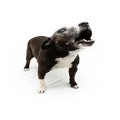 Dog Bark Sound icon