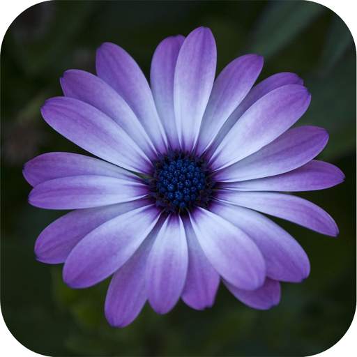 Flower Wallpaper 1.09