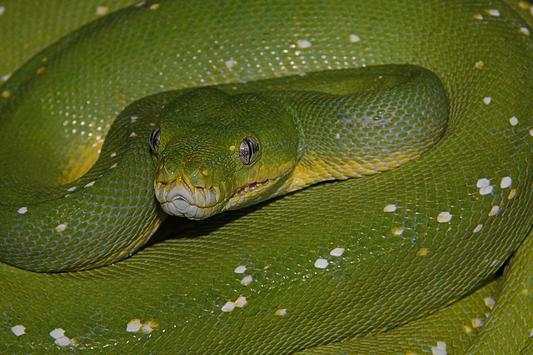 Snake Wallpapers screenshot 13