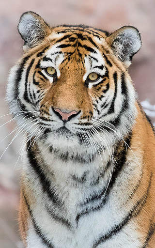 Tiger Wallpapers | hd backgrounds screenshot 8