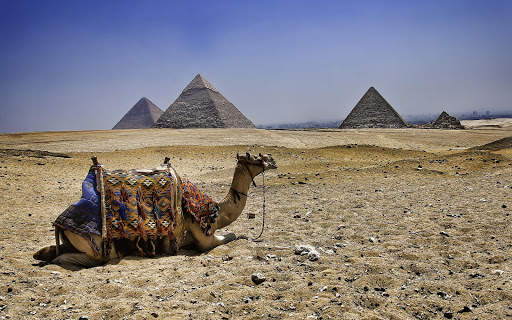 Camel Wallpaper 5 تصوير الشاشة