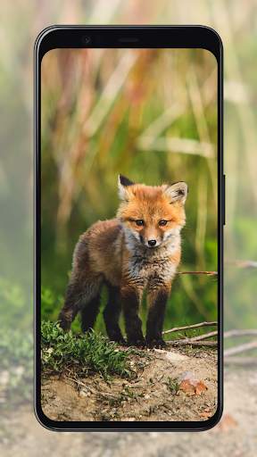 Fox Wallpapers screenshot 5