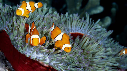 Aquarium Live Wallpaper (Wallpapers & Backgrounds) screenshot 6