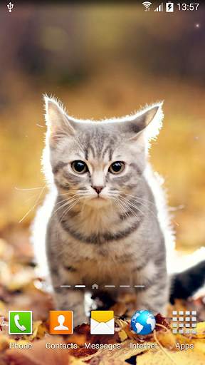 Cat Live Wallpaper screenshot 1