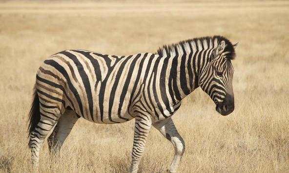 Zebra Wallpapers screenshot 1