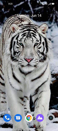 White Tiger Wallpaper Hd screenshot 2