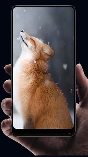 Fox Wallpaper HD screenshot 12