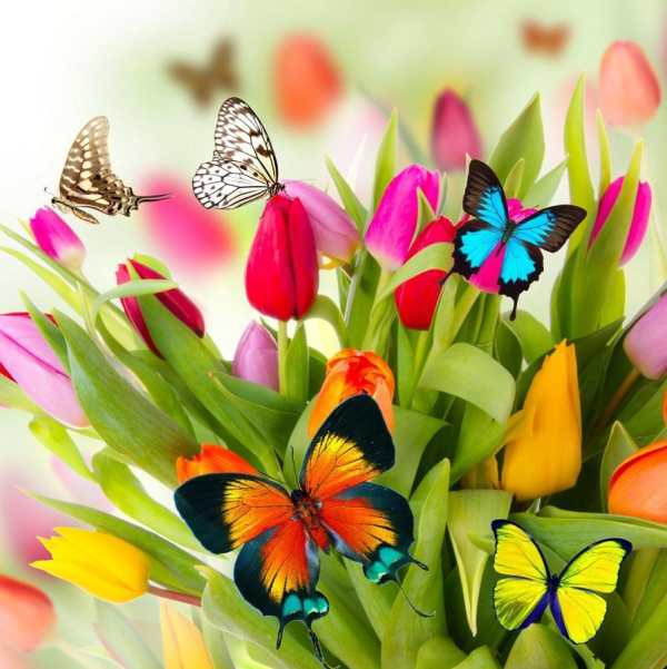 Beautiful Flowers Wallpaper screenshot 3