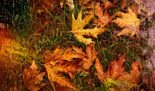 Autumn leaves Wallpapers (backgrounds & themes) screenshot 9