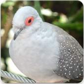Australian Diamond Dove Bird : Diamond Dove Sounds 2.1.0