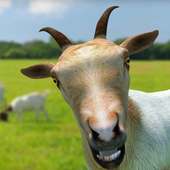 Totes My Goat