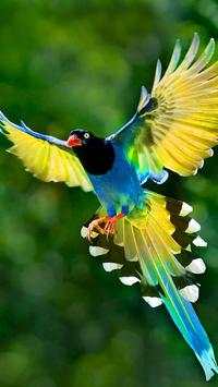 Birds Wallpapers HD screenshot 1