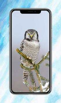 All Birds Wallpapers скриншот 1