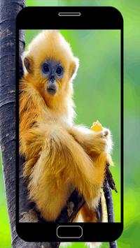 Monkey Wallpapers screenshot 1