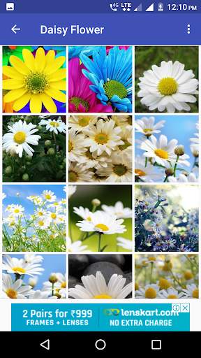 Daisy Flower HD Wallpaper скриншот 3