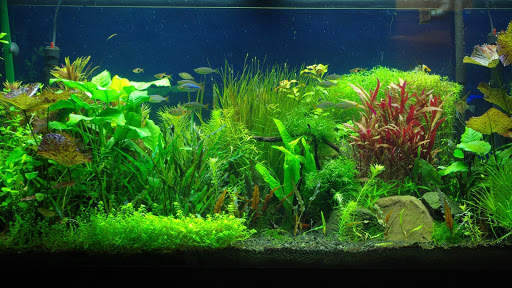 Aquarium Live Wallpaper - backgrounds hd screenshot 9