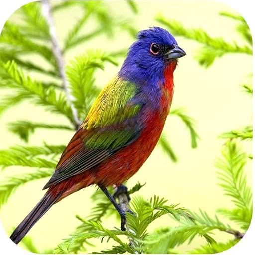 HD Nature Live Wallpapers 10.73