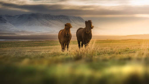 Horses Live Wallpaper : 7fon & LWP screenshot 10