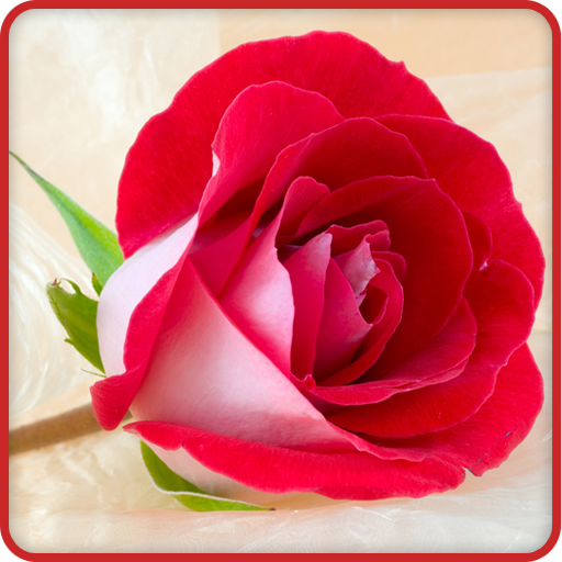 Rose Wallpaper icon