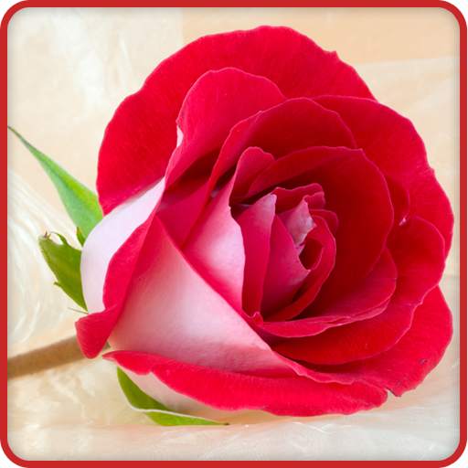 Rose Wallpaper 7.0