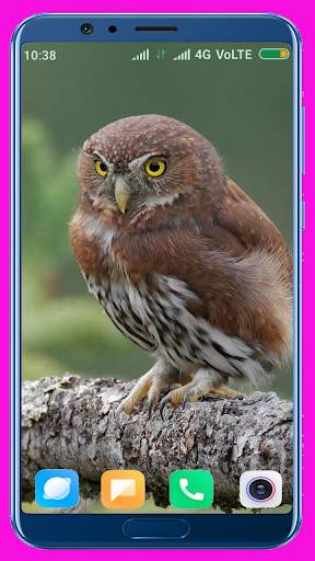 Owl Wallpaper screenshot 3