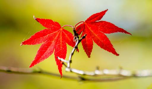Autumn leaves Wallpapers (backgrounds & themes) screenshot 7