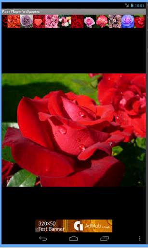 Rose Flowers Wallpaper screenshot 6