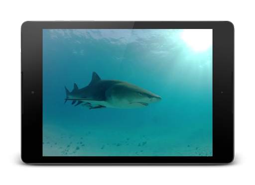 Sharks Video Live Wallpaper screenshot 1