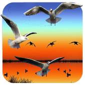 Birds Hunting Sniper Shooting 1.2