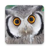 Cool Owl Wallpaper 1.0.0