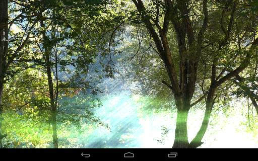 Foresta sfondo screenshot 7