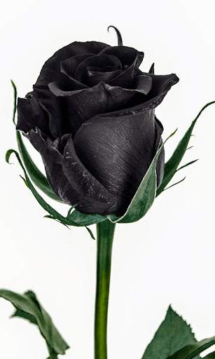 Black Rose HD Wallpaper screenshot 2