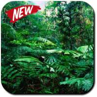 Rainforest Wallpaper