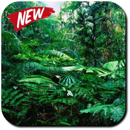 Rainforest Wallpaper 3