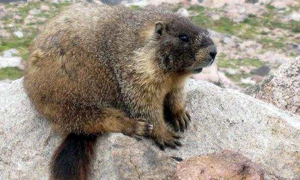 Marmot wallpapers screenshot 1
