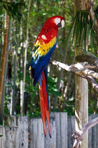 Parrot live wallpaper screenshot 1