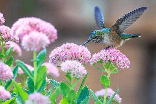 Birds Jigsaw Puzzle скриншот 4