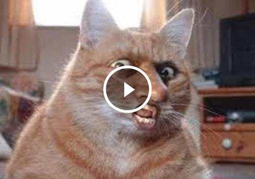 Latest Funny Videos screenshot 2