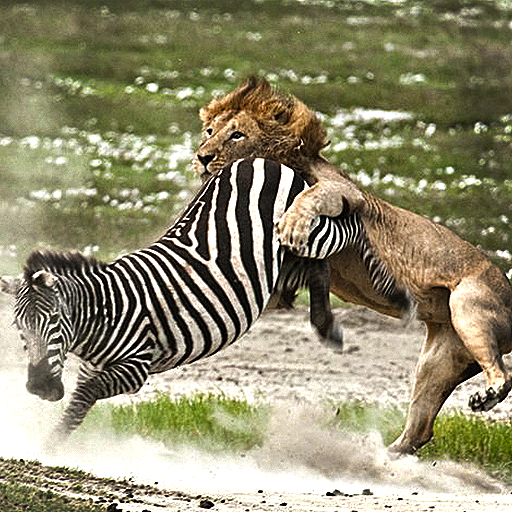 Angry Lion Jungle Attack icon