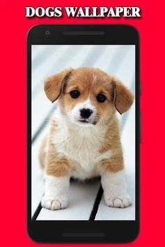 Dogs Wallpaper 4 تصوير الشاشة