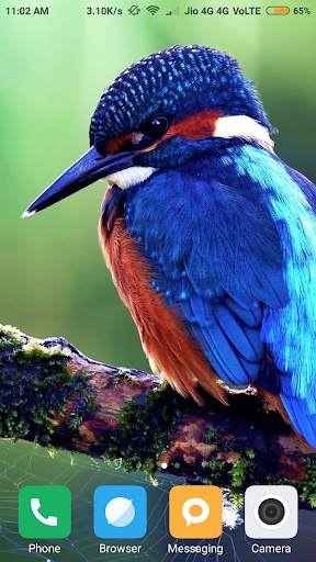 Bird Wallpapers screenshot 7