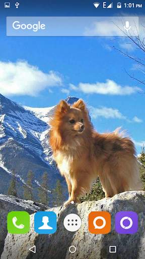 Pomeranian Dog Wallpaper Hd screenshot 4