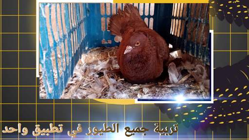 تطبيق الجناية | app poultry (النسخة التجريبية) 3 تصوير الشاشة