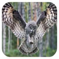 Flying Owl Live Wallpaper on 9Apps