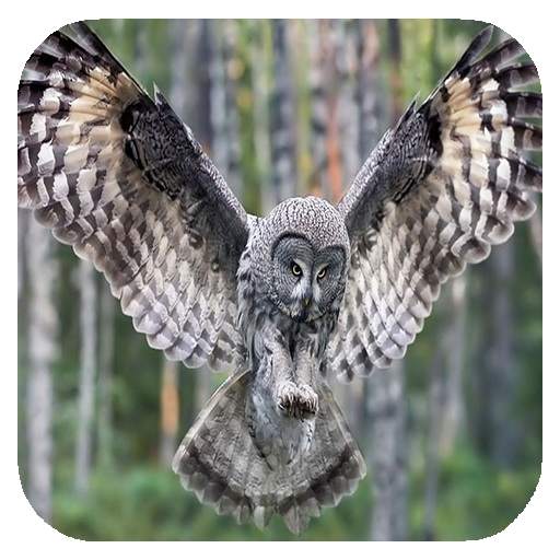 Flying Owl Live Wallpaper 1.01