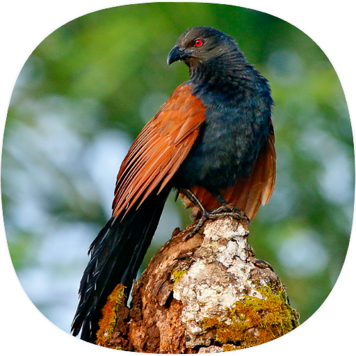 Coucal Sounds icon