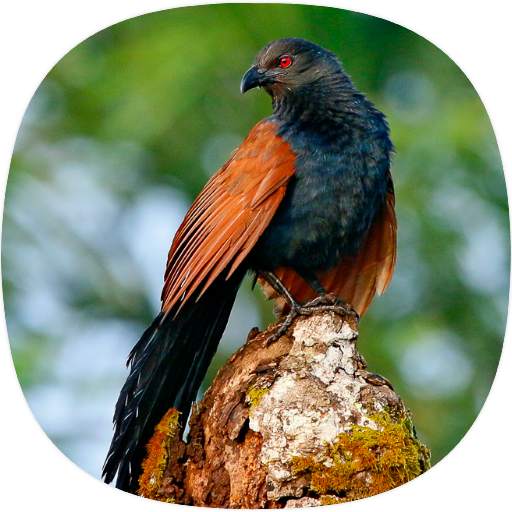 Coucal Sounds 1.0